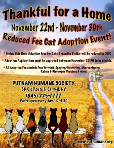 Thanksgiving Reduced Rate Cat Adoption resized